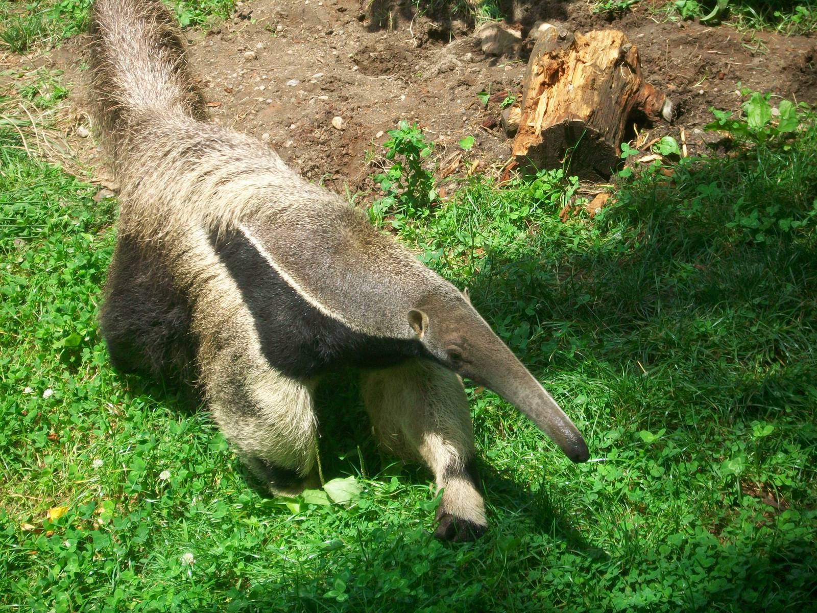 Giant Anteater - 2009