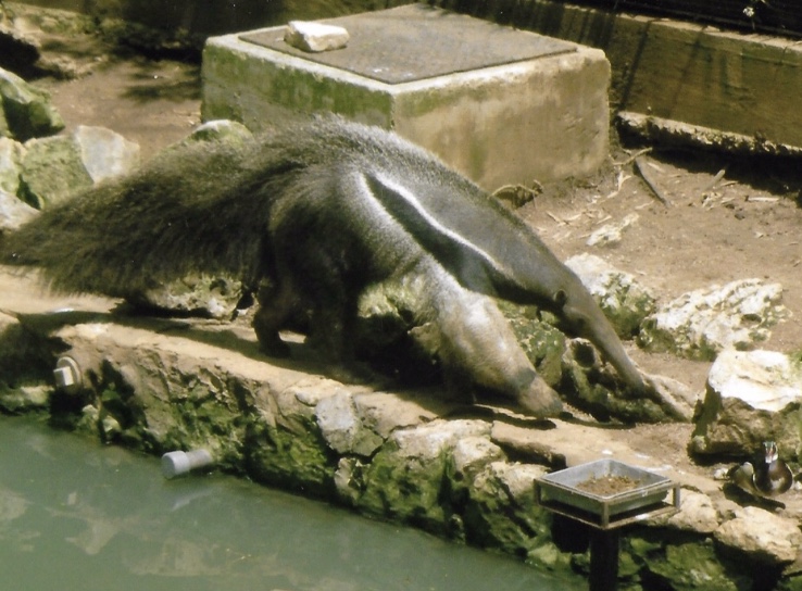 giant anteater 2010