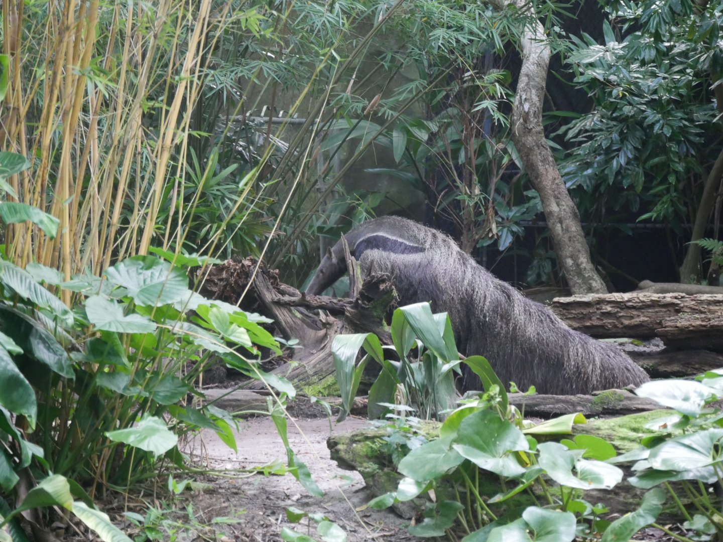 Giant Anteater (2018)