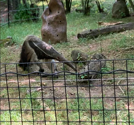 Giant Anteater - 2022