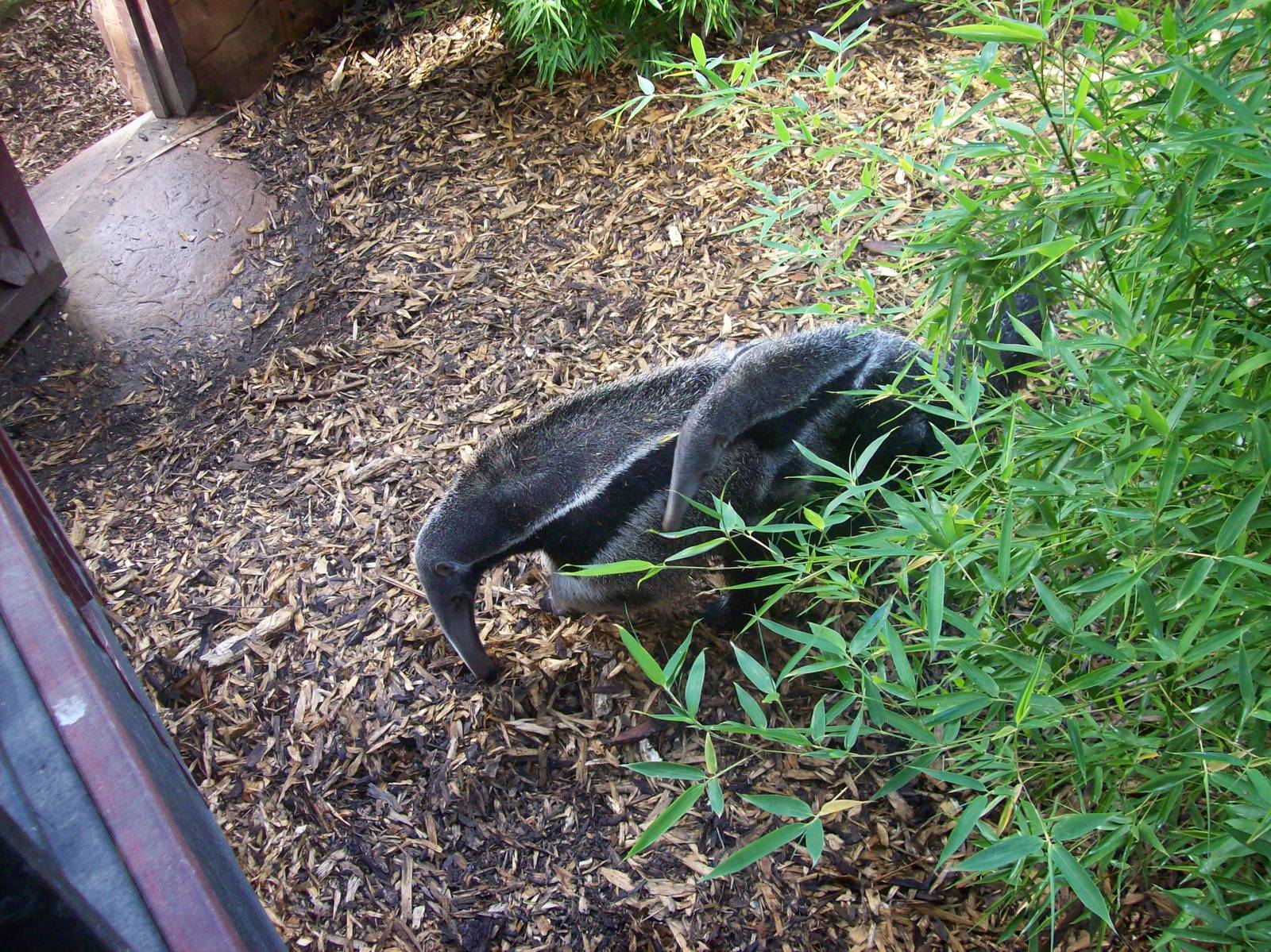 Giant anteater 22/10/09