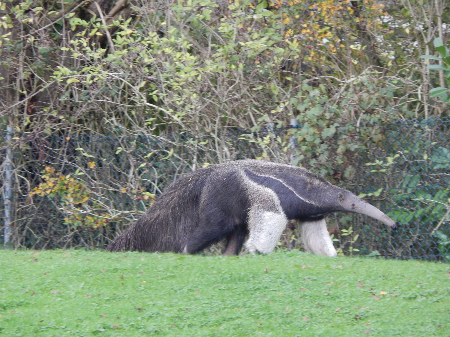 Giant anteater 221022
