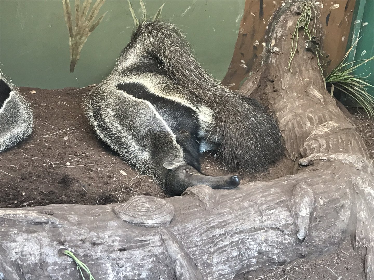 Giant anteater 230619