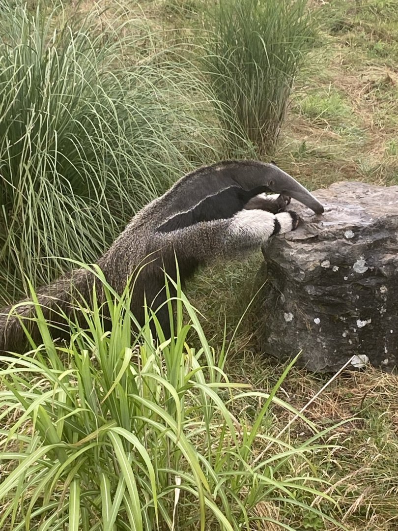 Giant anteater 240721