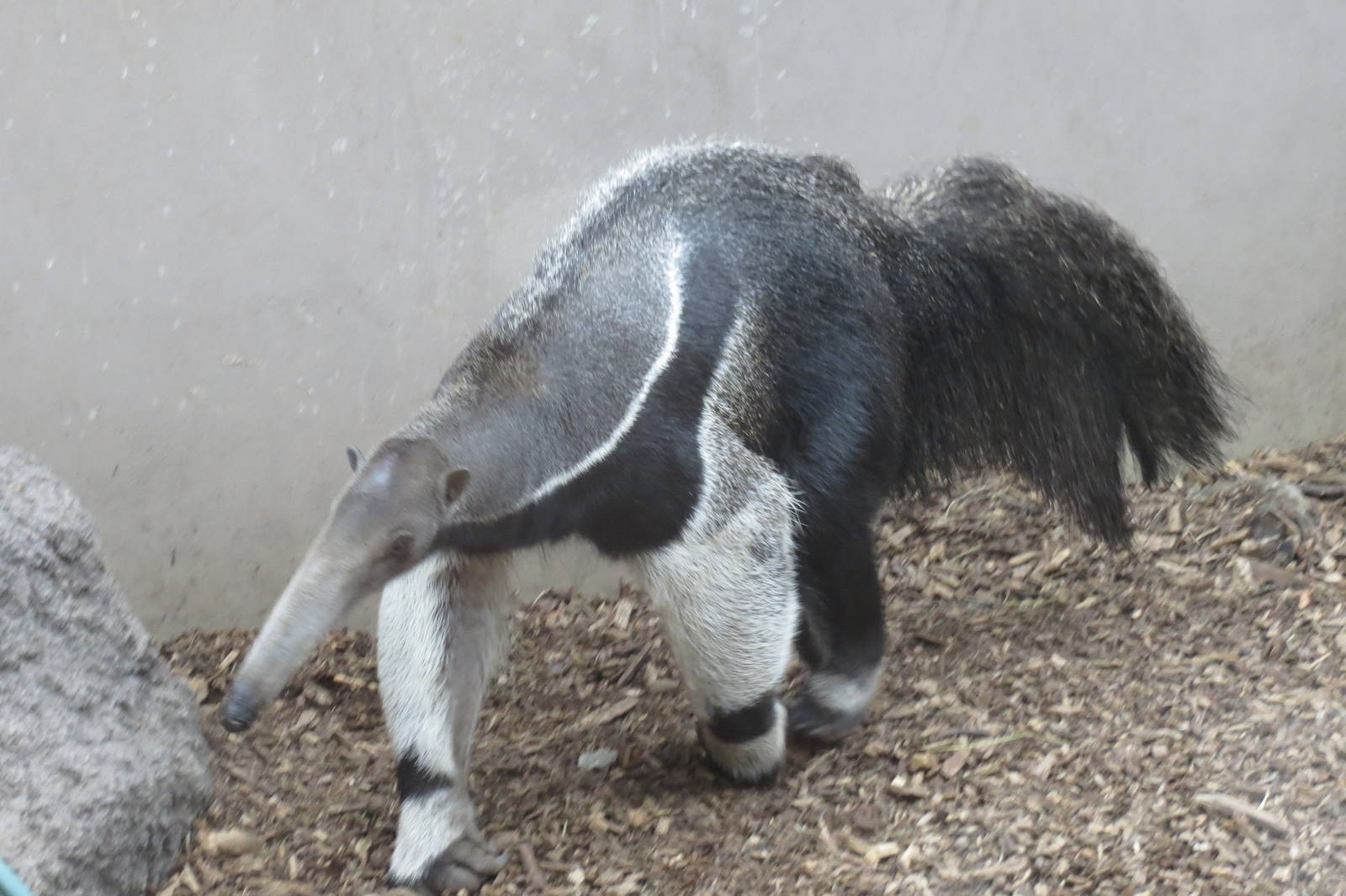 Giant Anteater 270713