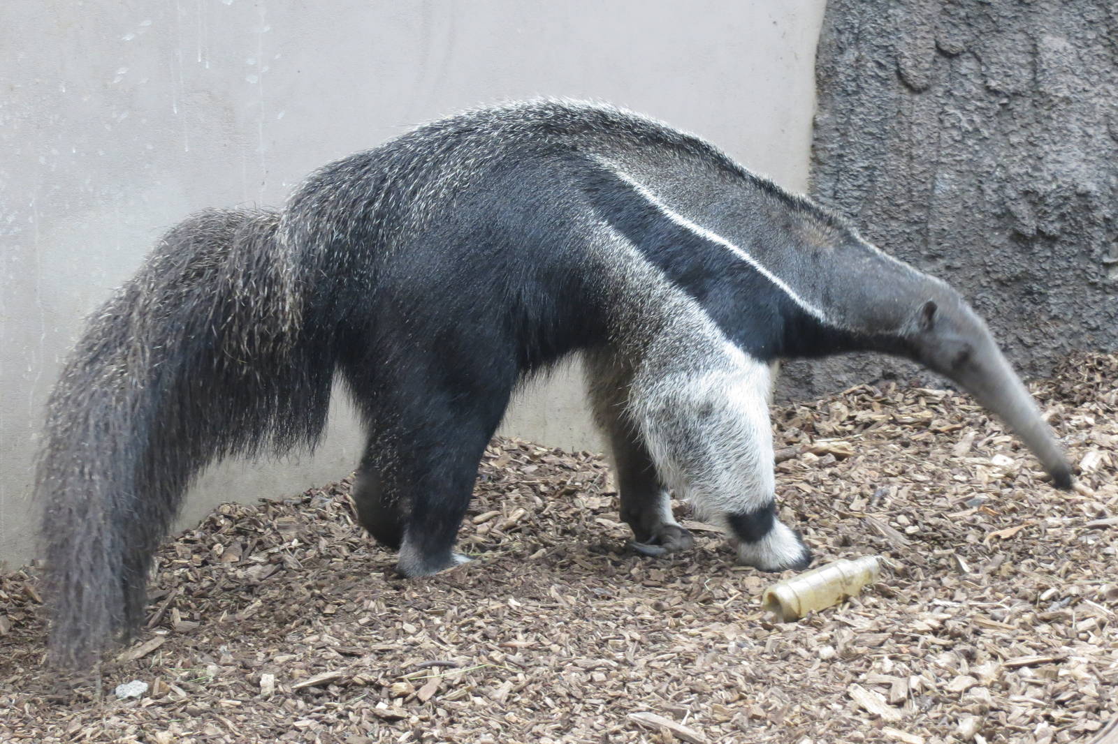 Giant Anteater 270713