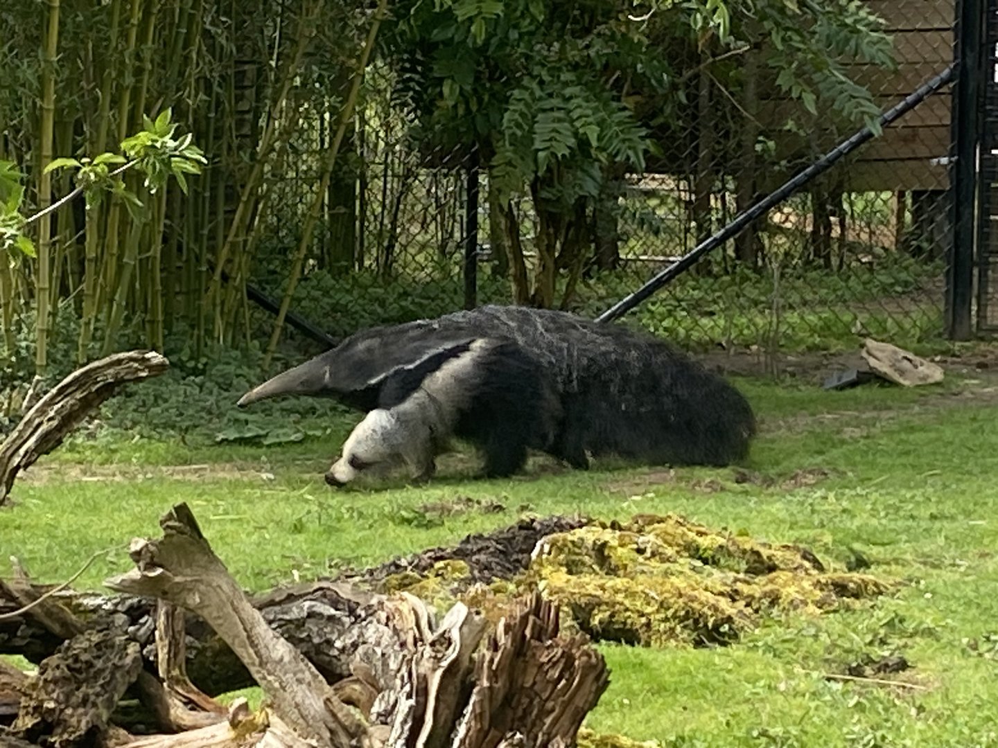 Giant anteater 280423