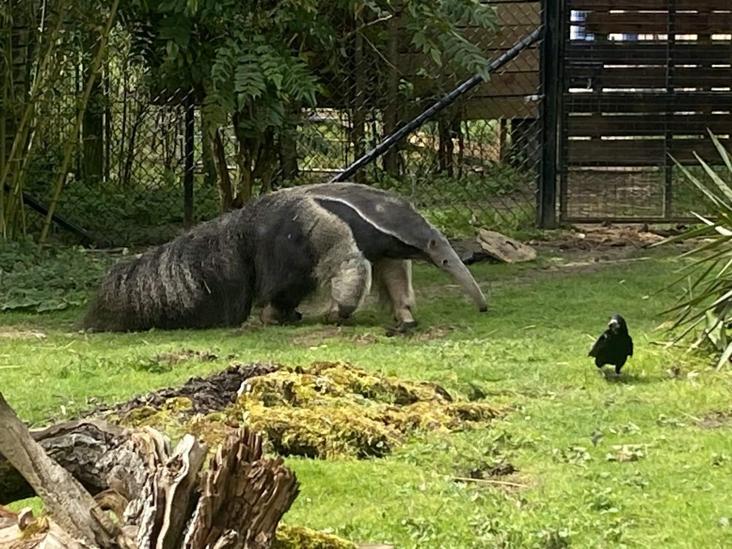 Giant anteater 280423