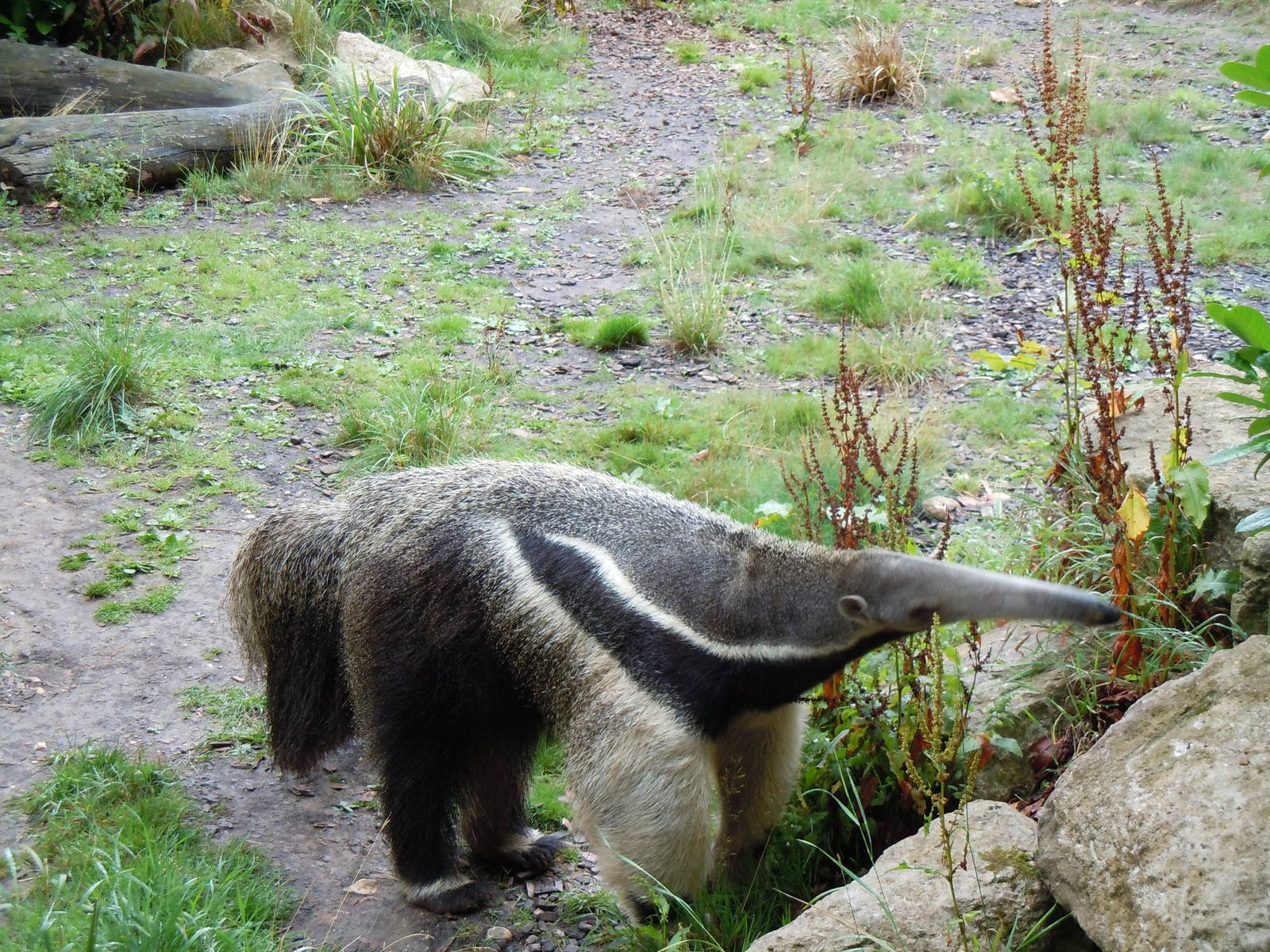 giant anteater 3 08/10