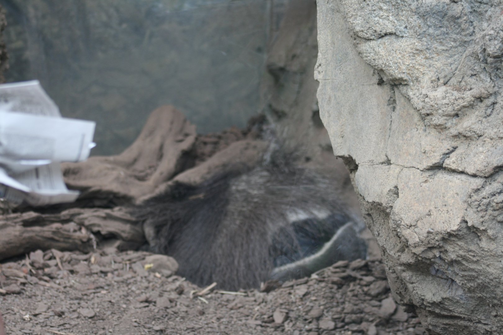 Giant Anteater(3/9/2025)