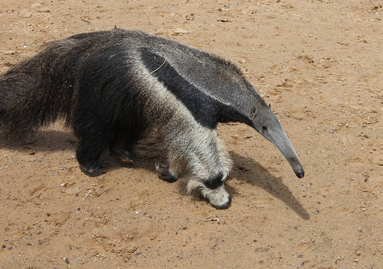 Giant Anteater - 31 May 2015