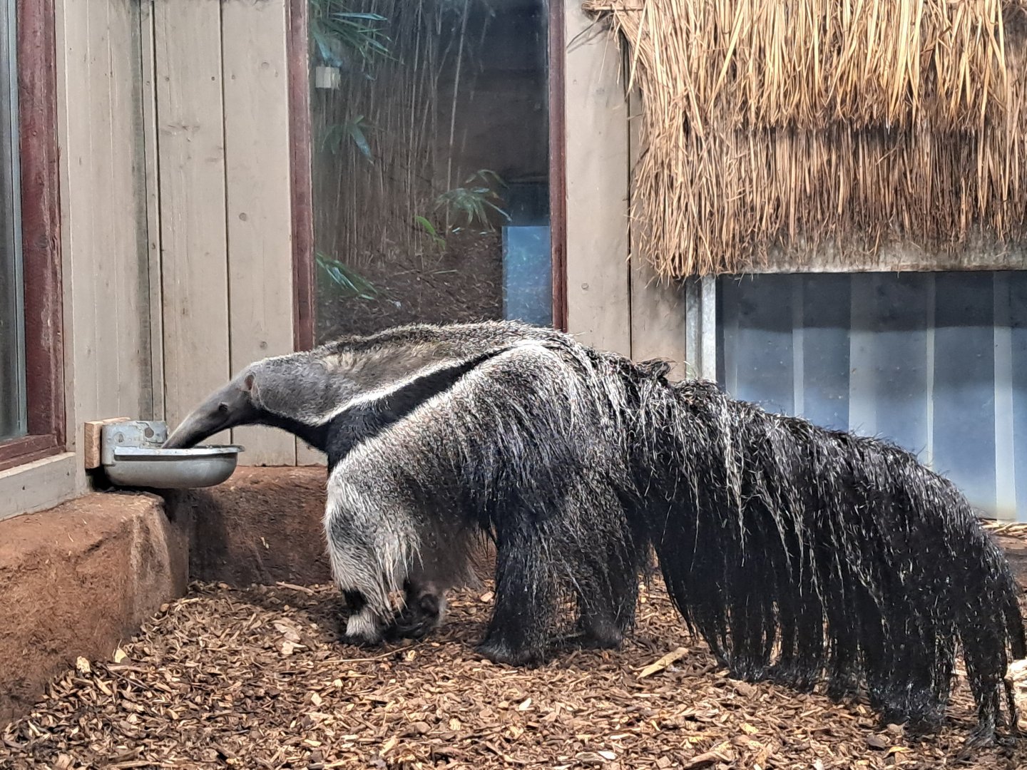 Giant anteater- 5/1/2025