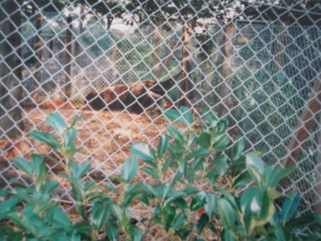 Giant Anteater 6/10/99.