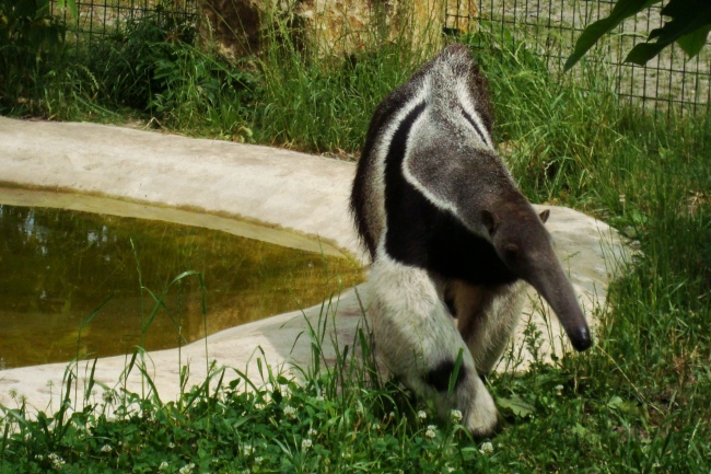 Giant anteater Alejandro