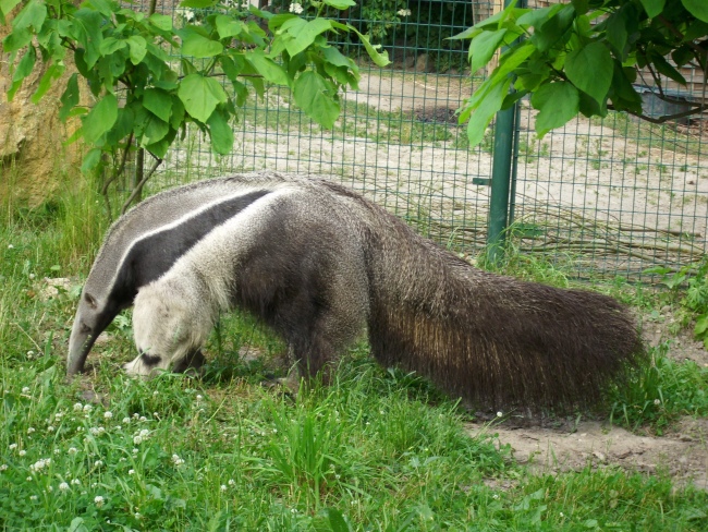 Giant anteater Alejandro
