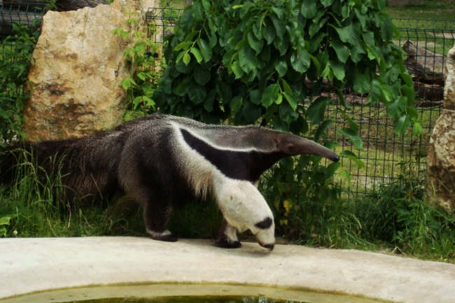 Giant anteater Alejandro