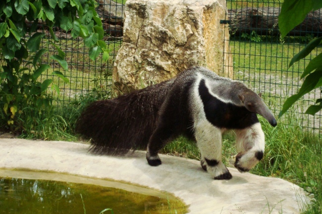 Giant anteater Alejandro