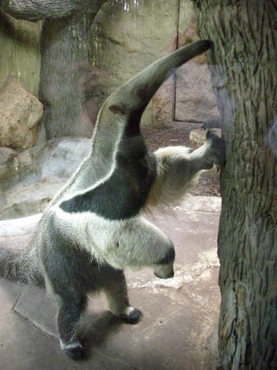 Giant anteater Alejandro