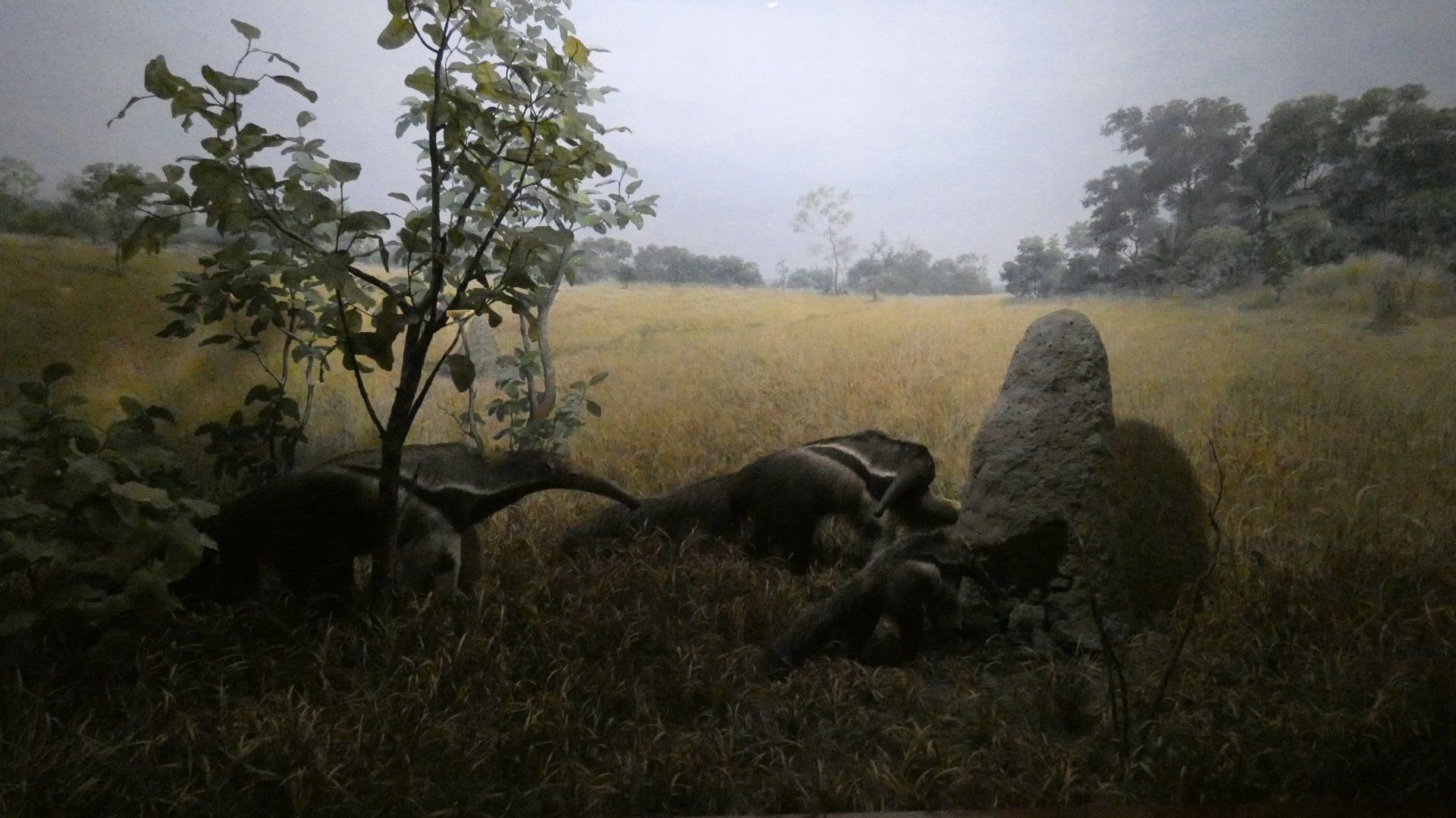 Giant Anteater, American Wilderness Gallery - Feb. 2022