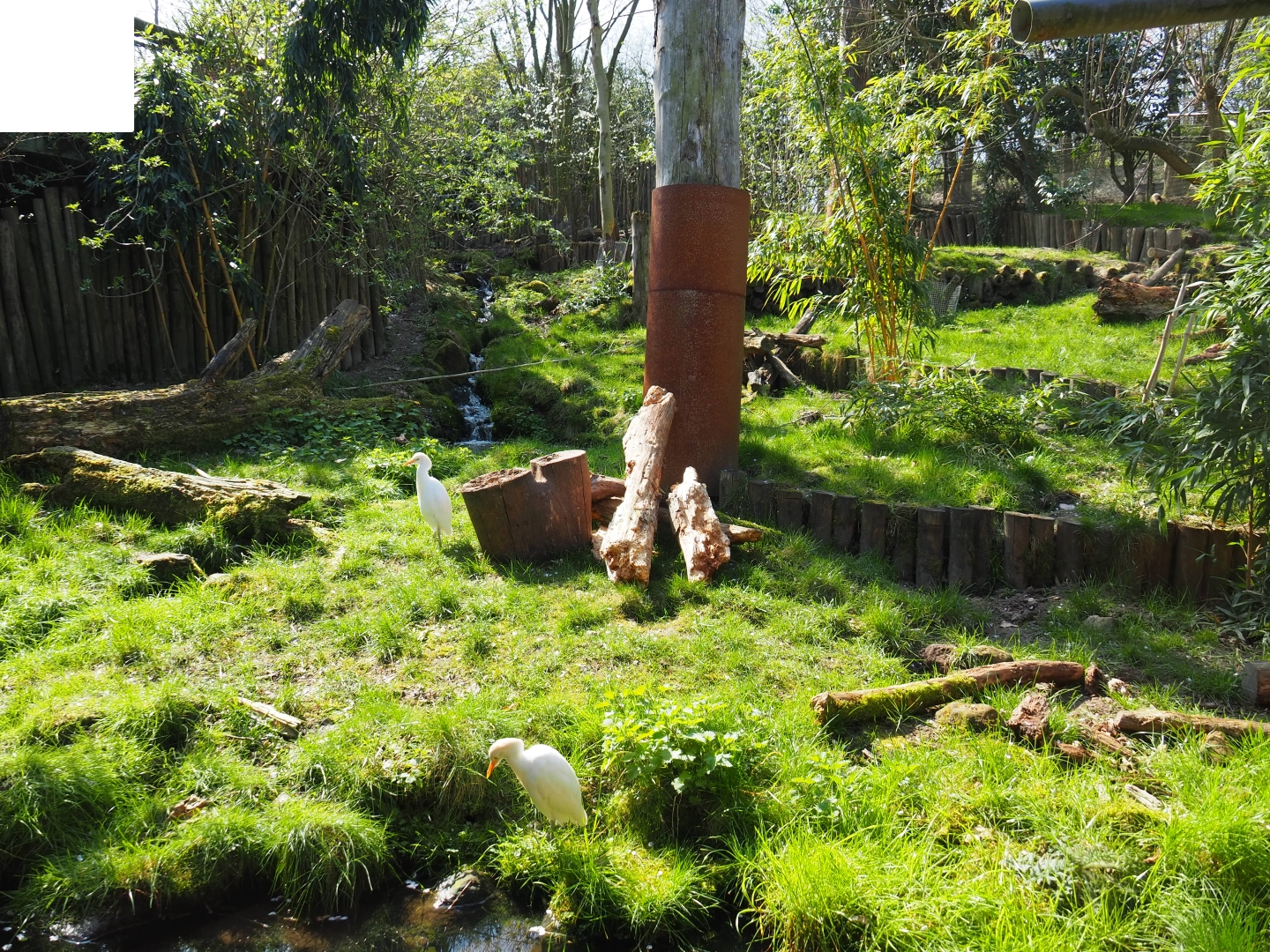 Giant anteater and Azara's agouti exhibit, 2019-03-30