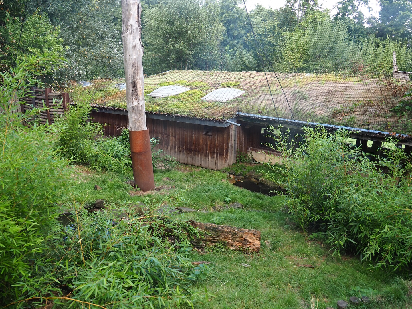 Giant anteater and Azara's agouti exhibit (Within Puna South American aviary), 2022-08-20