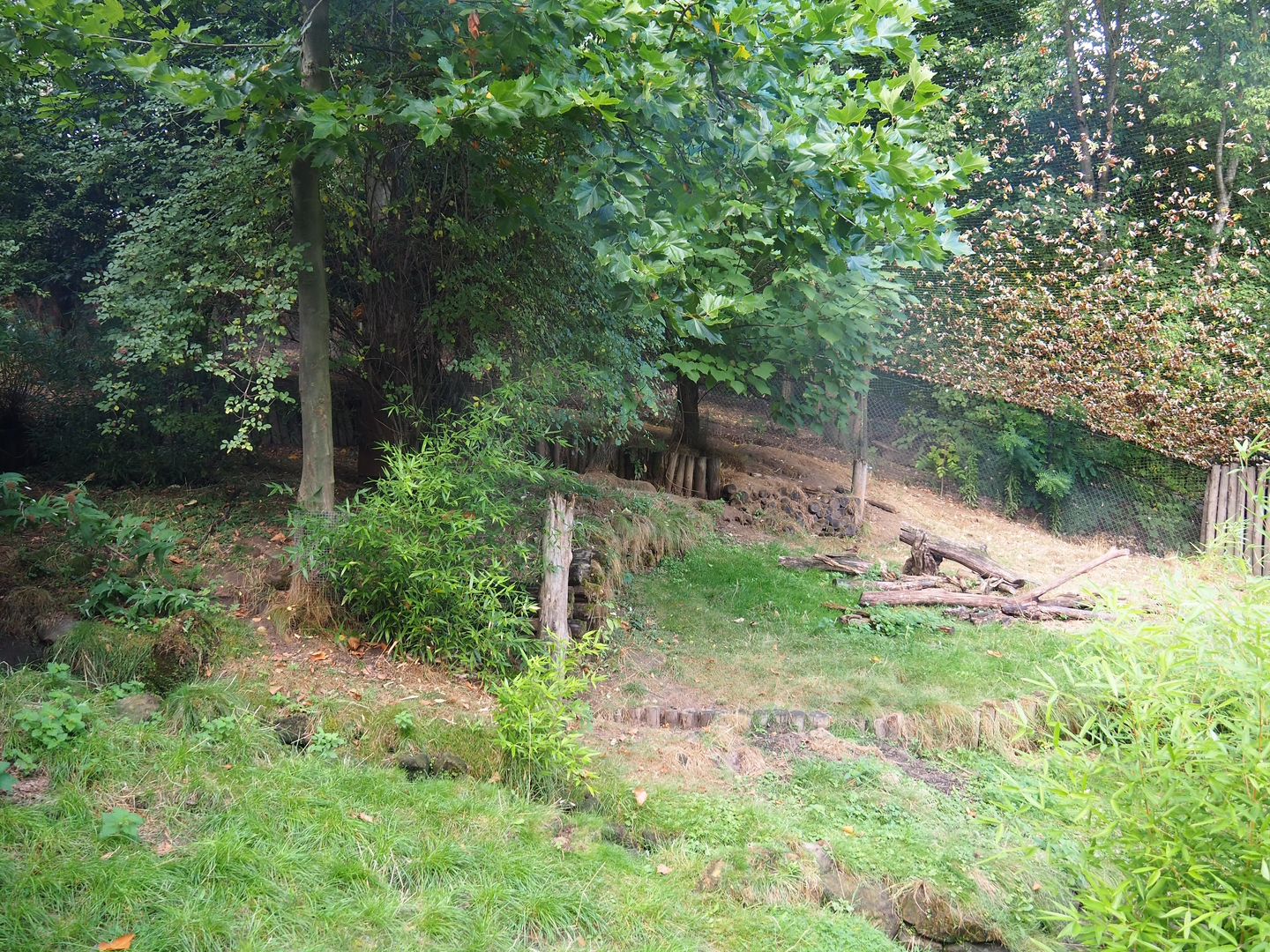 Giant anteater and Azara's agouti exhibit (Within Puna South American aviary), 2022-08-20