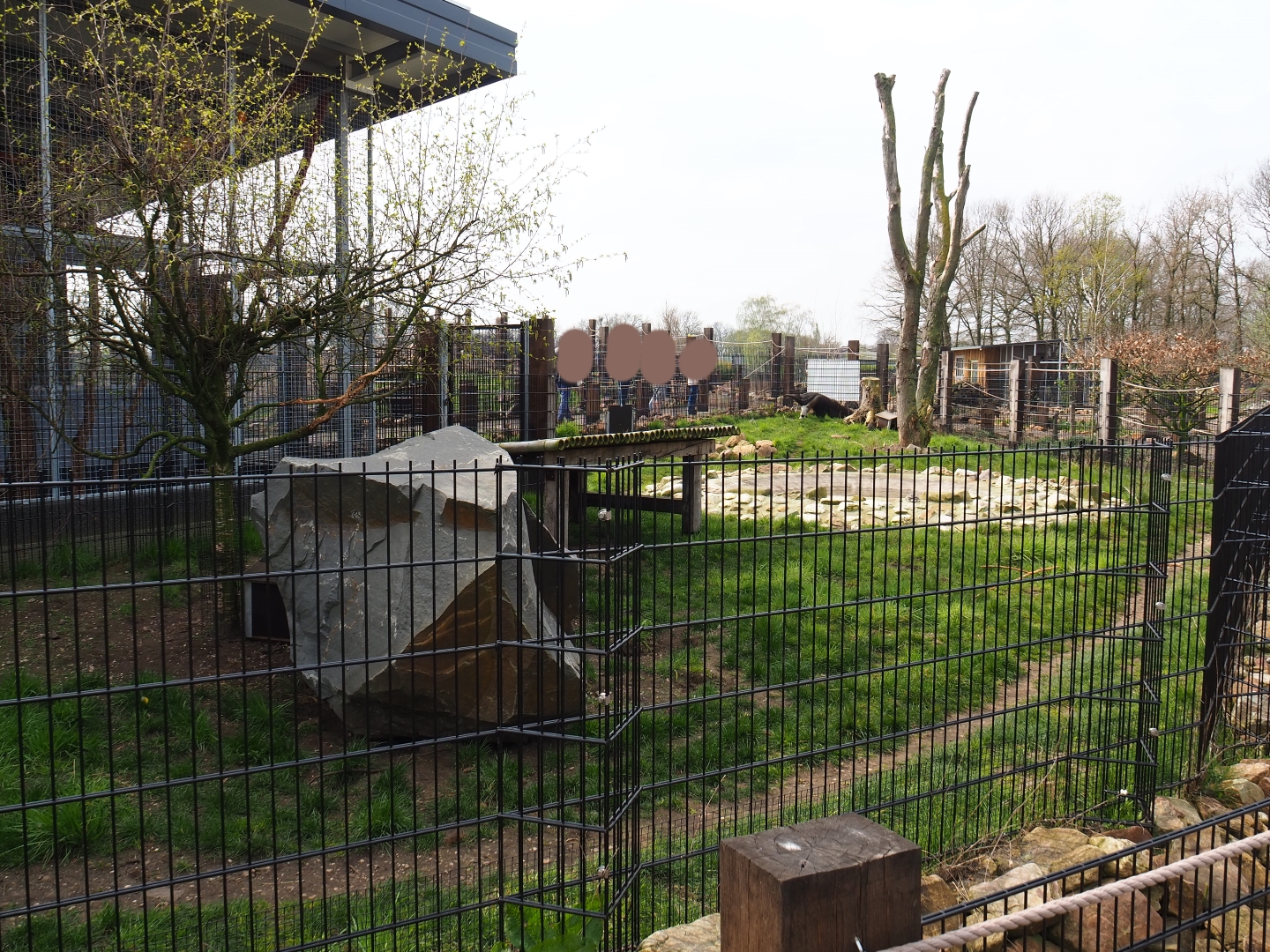 Giant anteater and Azara's agouti paddock, 2019-04-06