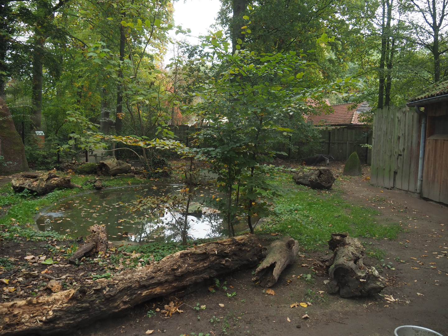 Giant anteater and Black-rumped agouti exhibit, 2020-10-19