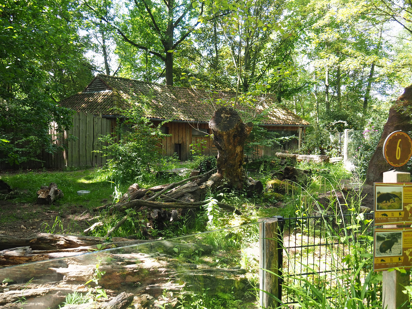 Giant anteater and Black-rumped agouti exhibit, 2022-05-28