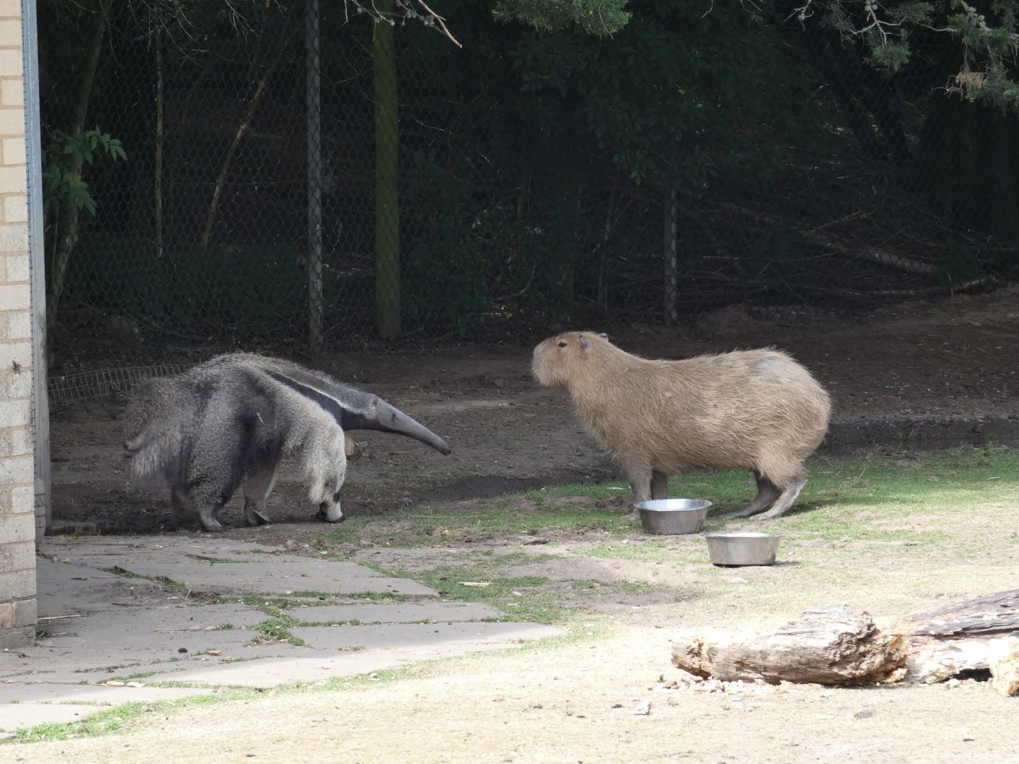 Giant anteater and capybara