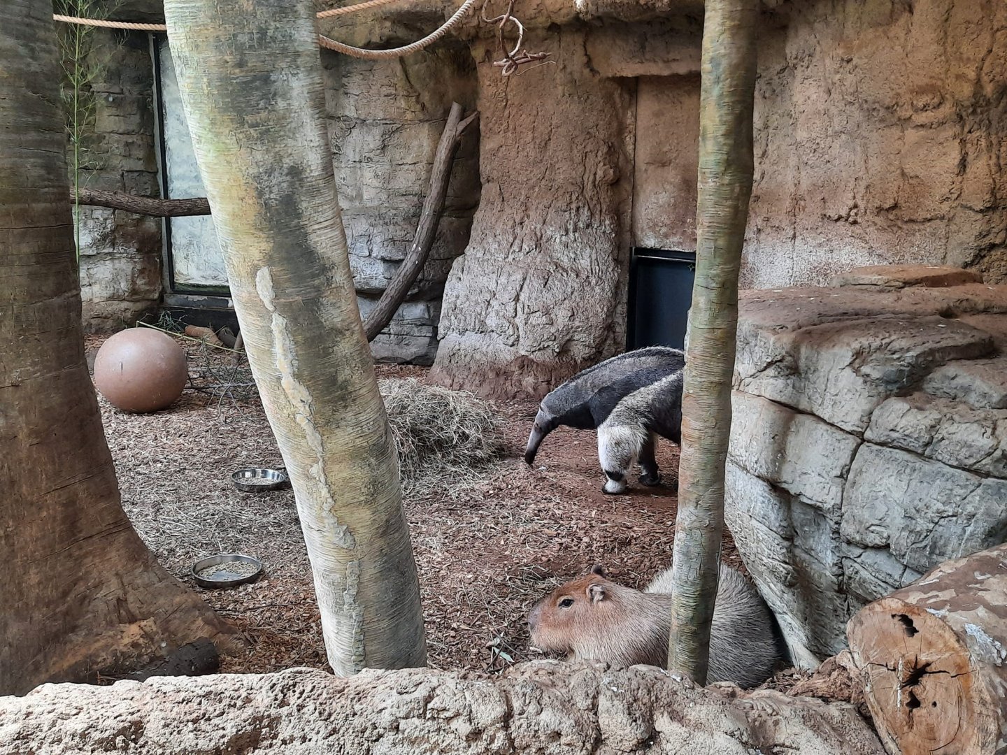 Giant Anteater and Capybara