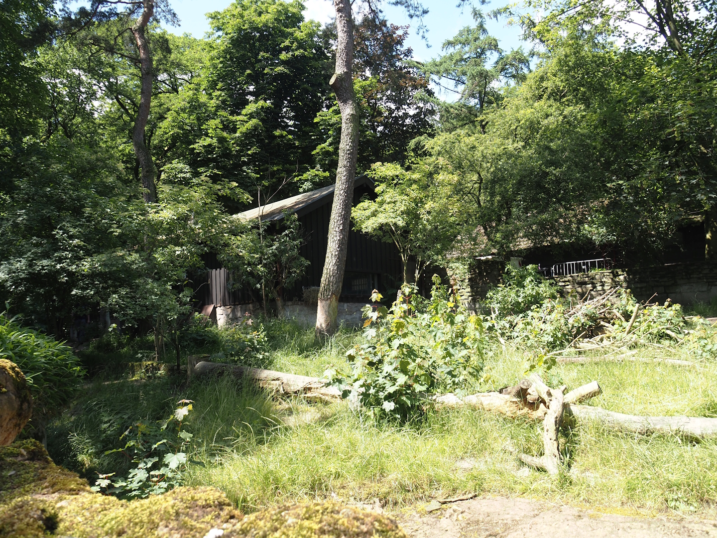 Giant anteater and Lowland tapir exhibit, 2024-06-08