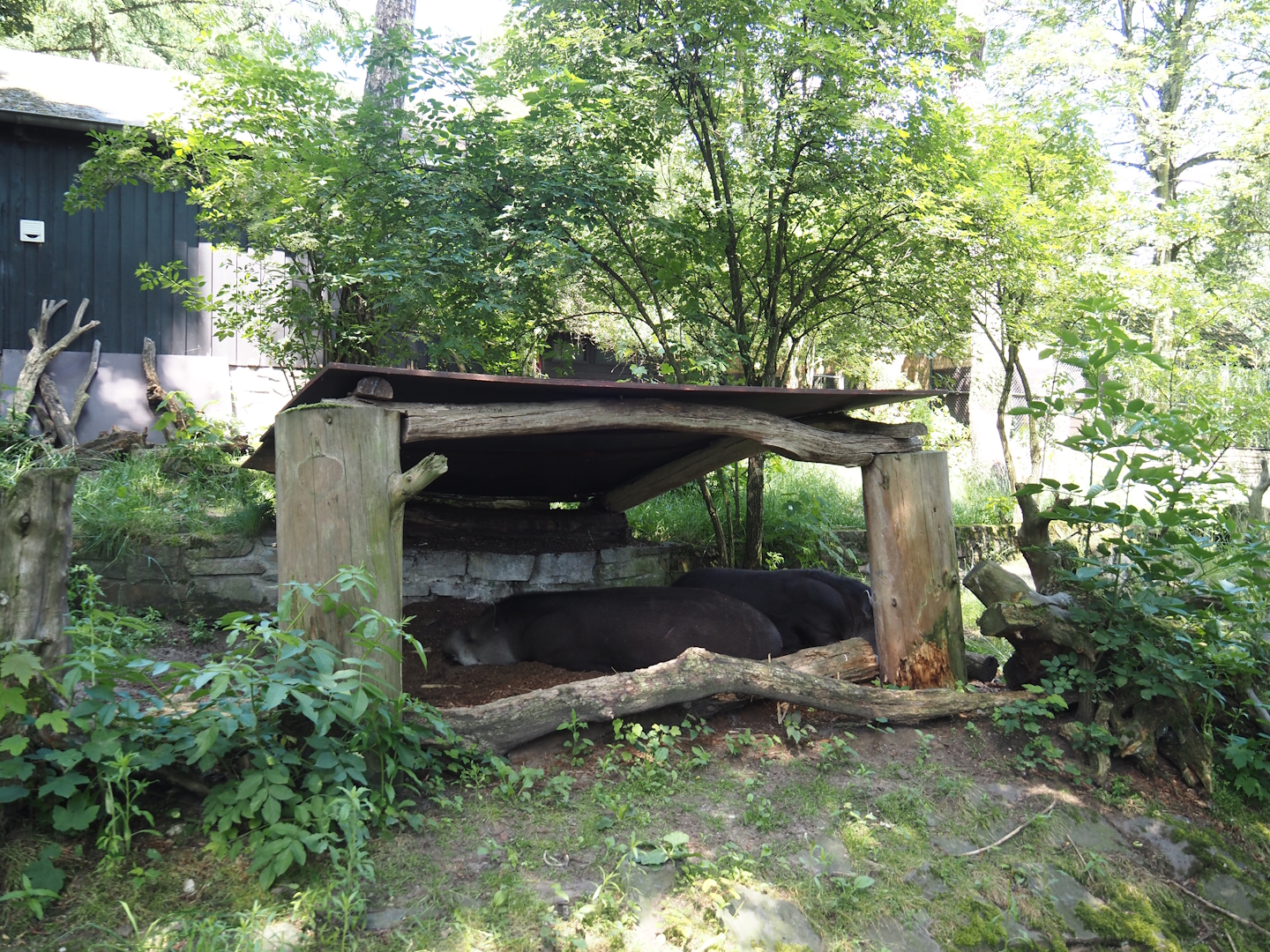 Giant anteater and Lowland tapir exhibit - Shelter, 2024-06-08
