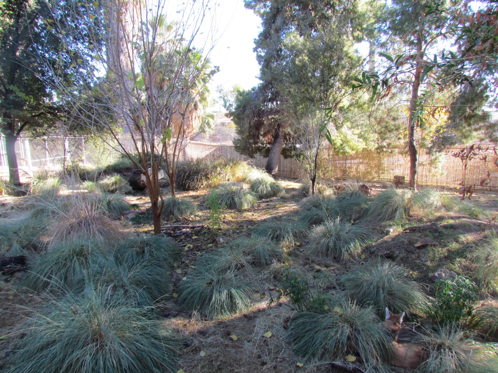 Giant Anteater and Maned Wolf Exhibit
