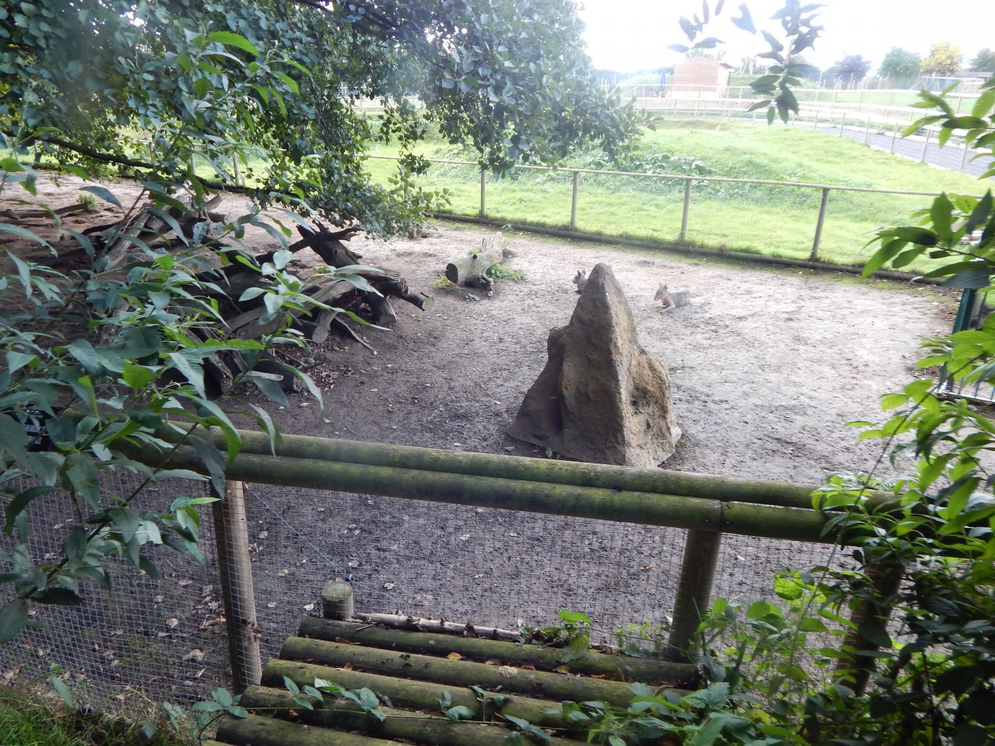 Giant anteater and Patagonian mara enclosure 130925