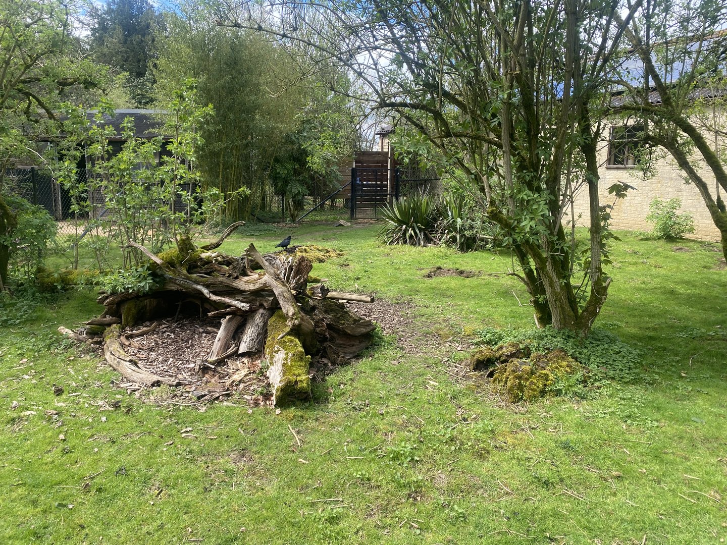 Giant anteater and Patagonian mara enclosure 280423
