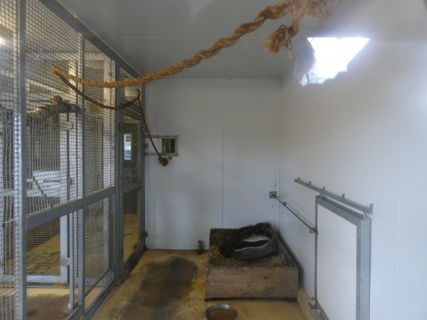 Giant anteater and Red howler indoor enclosure