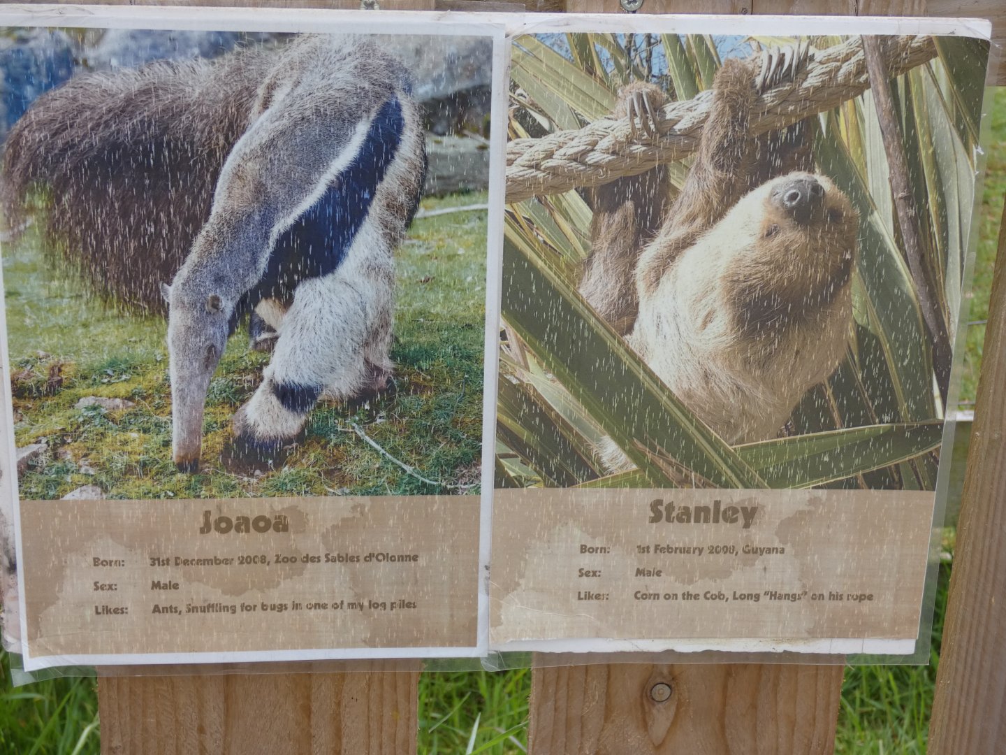 Giant anteater and Sloth ID signage