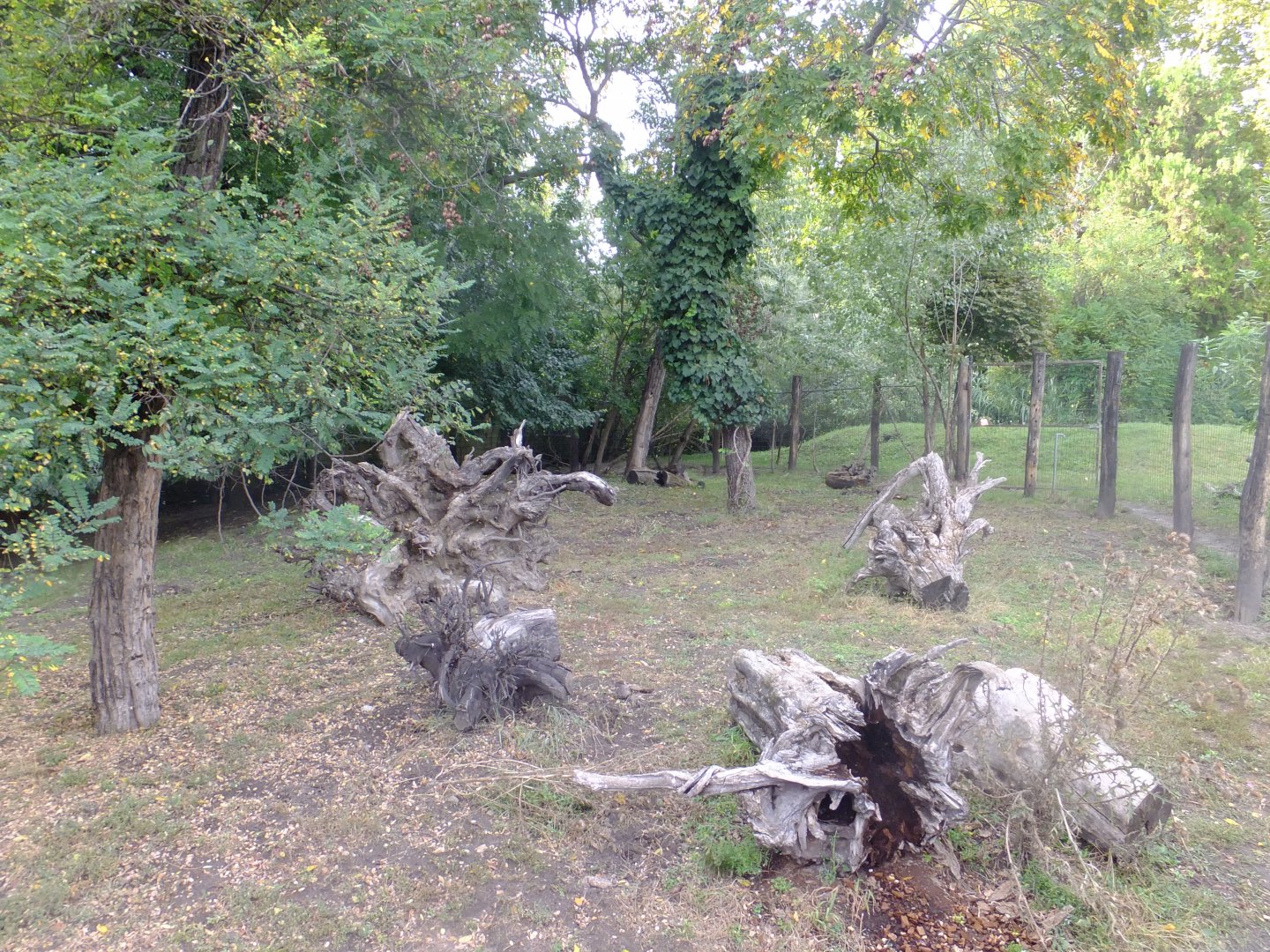 Giant anteater and Southern pudu enclosure