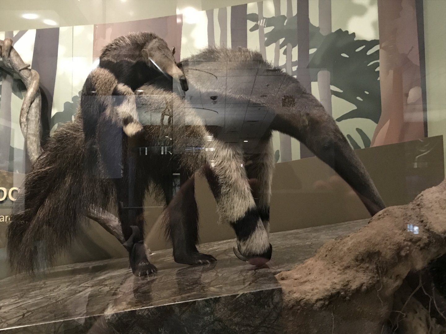 Giant anteater and young