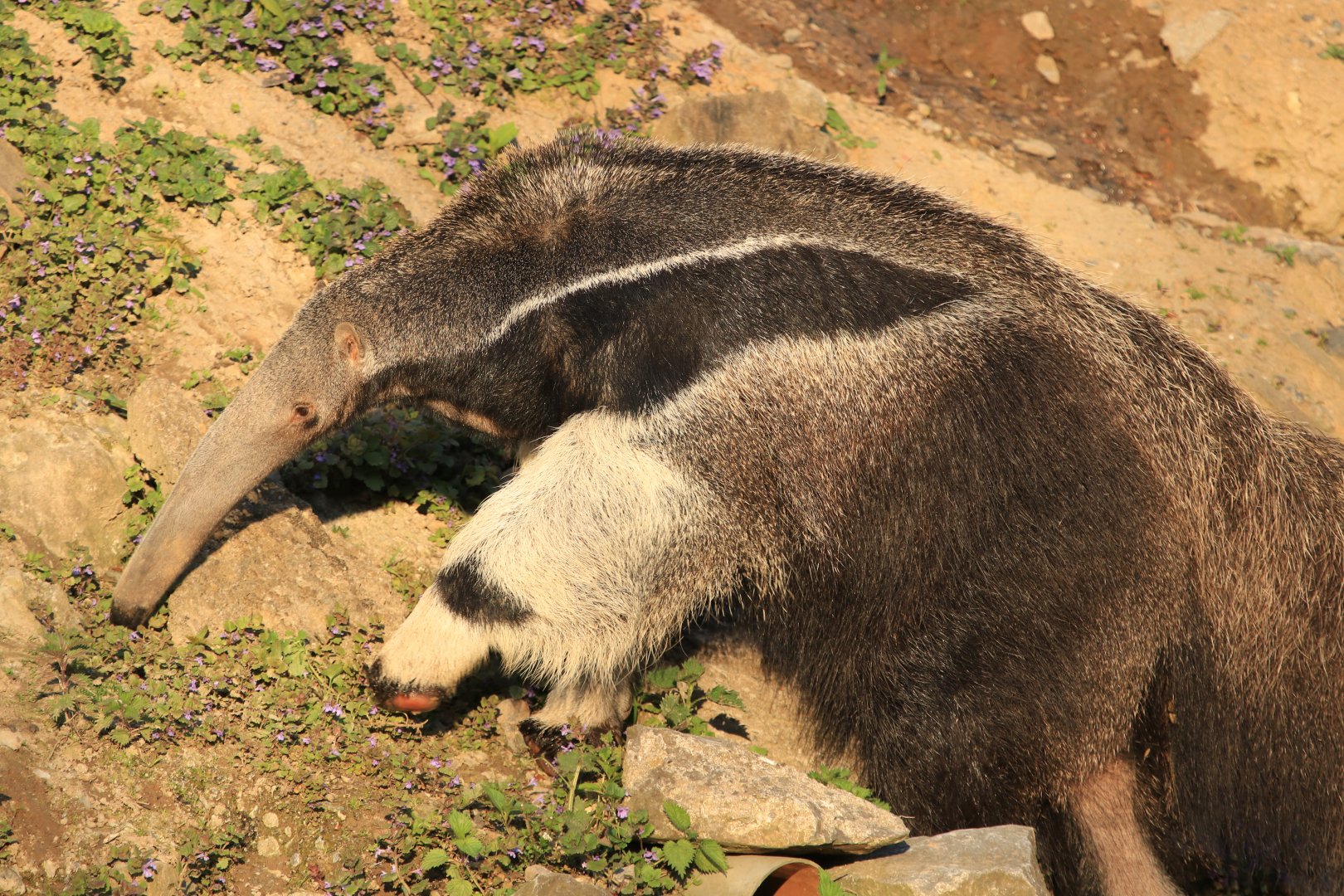 Giant Anteater (April 2019)