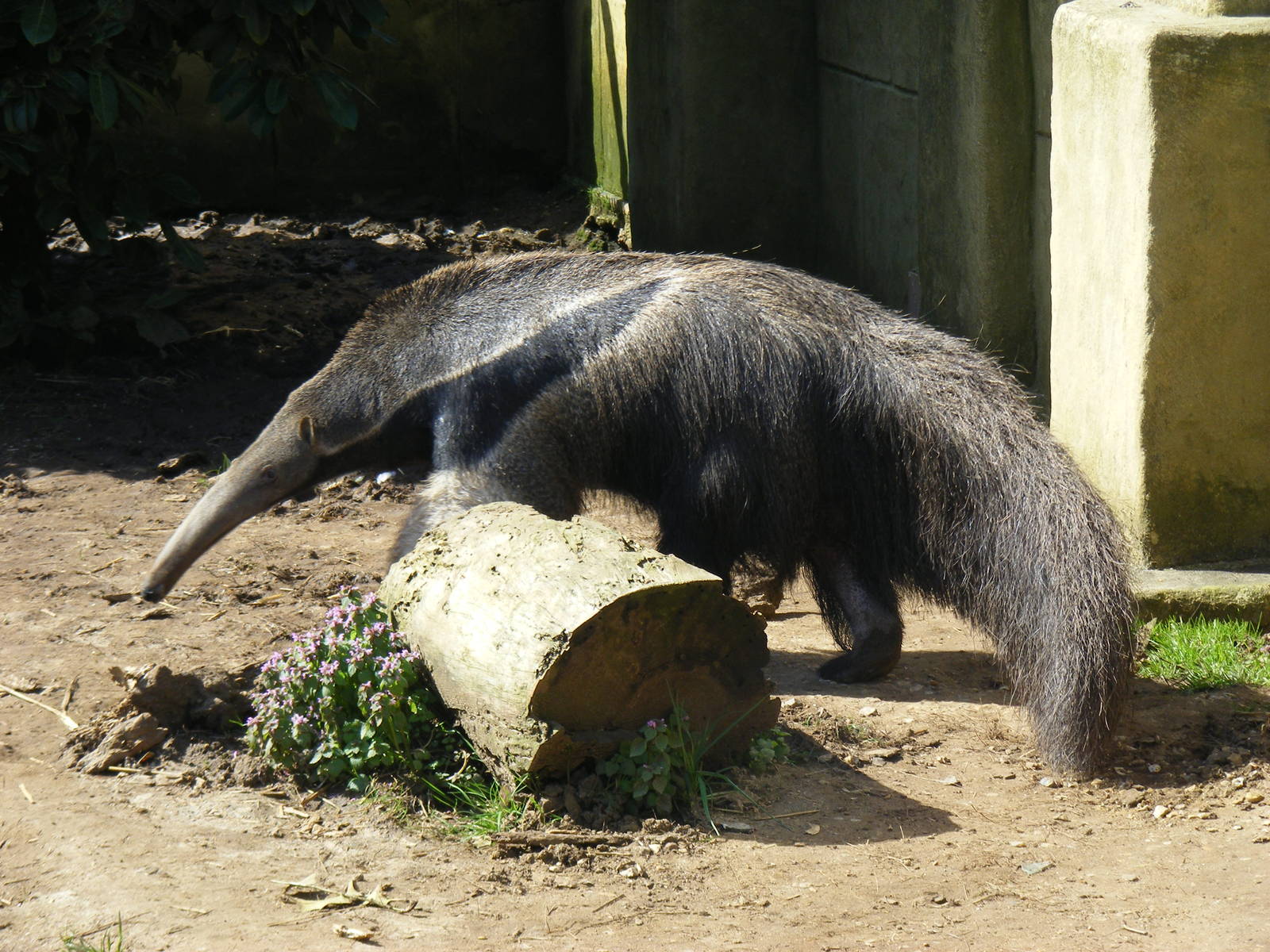 Giant anteater at Amazon World, 5 April 2010
