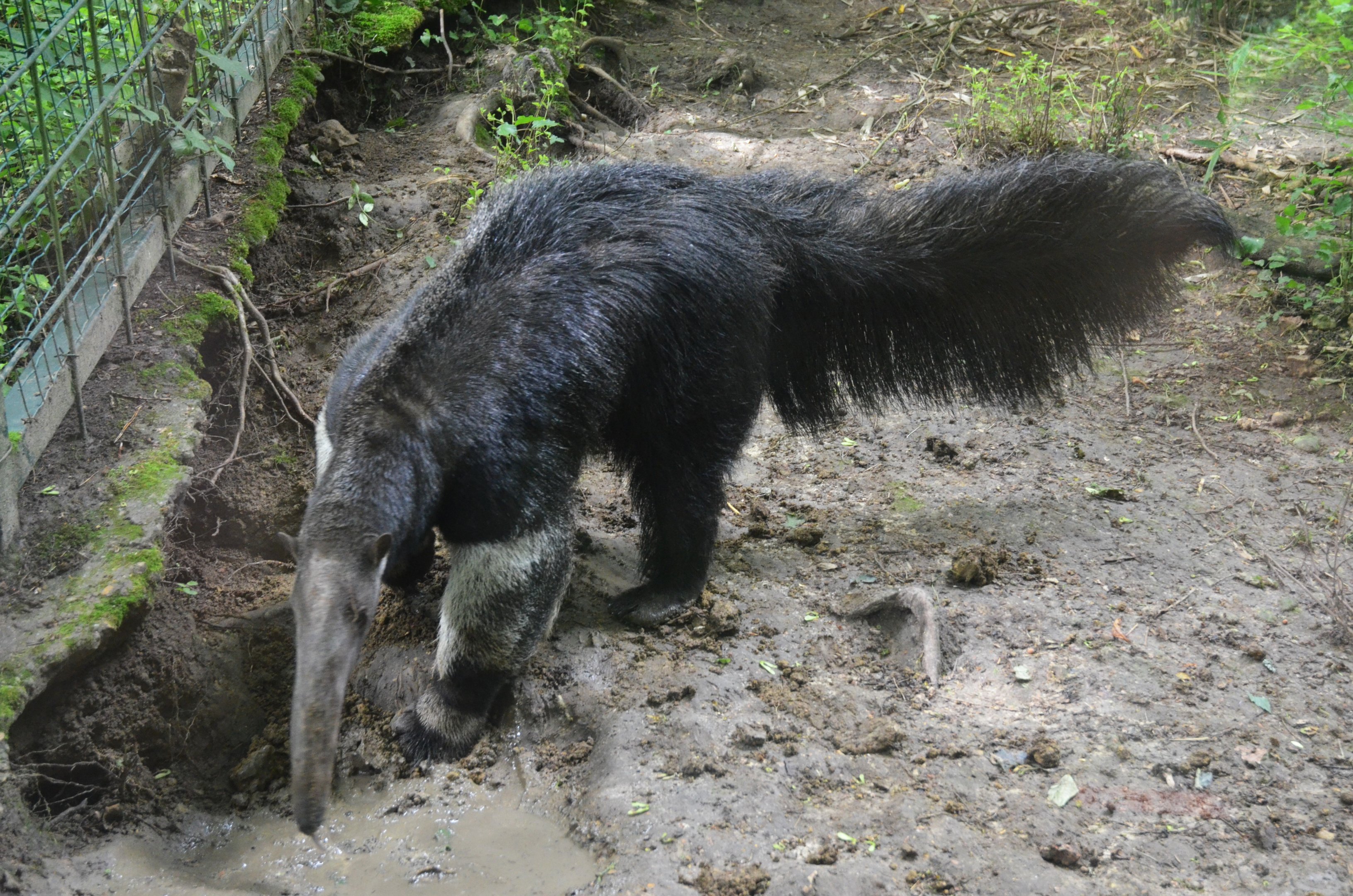 Giant Anteater at Beauval, 12/06/18