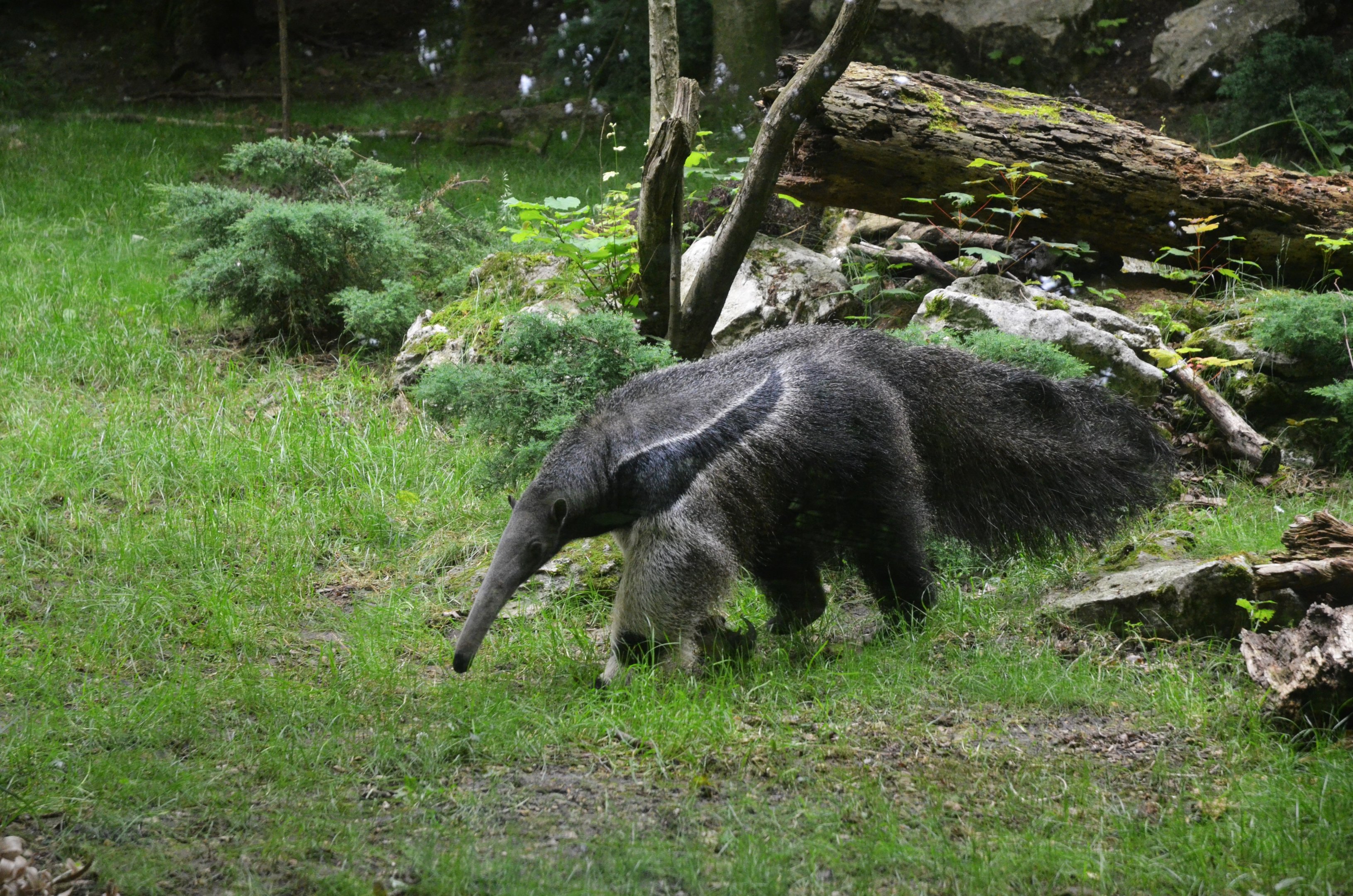 Giant Anteater at Beauval, 12/06/18