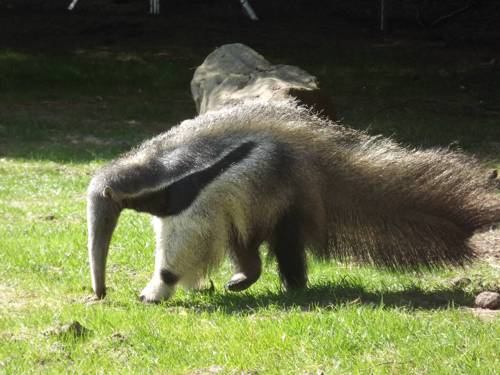 Giant Anteater at Blackpool Zoo 13/05/12