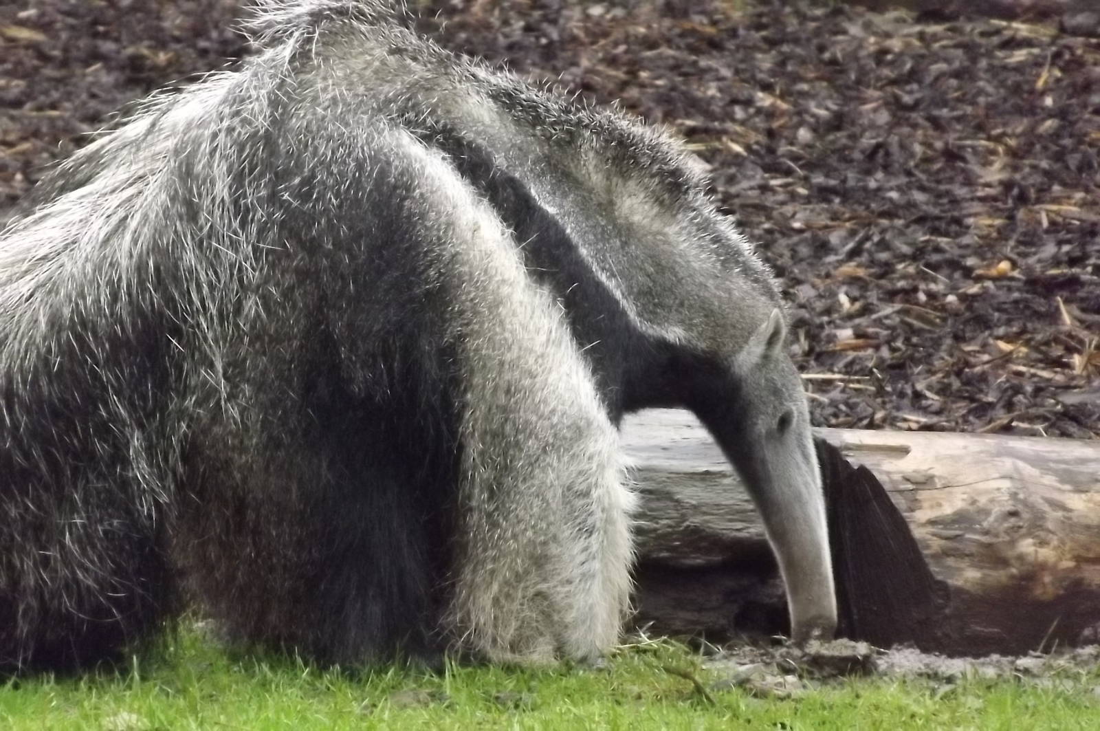 Giant Anteater at Blackpool Zoo 16/06/12