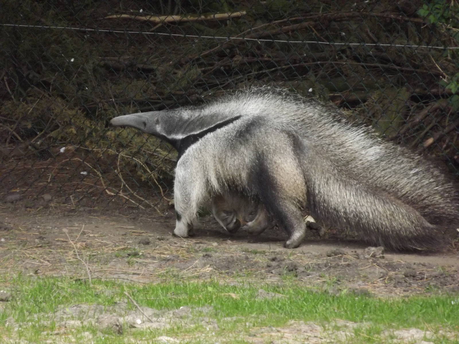 Giant Anteater at Blackpool Zoo 21/04/12