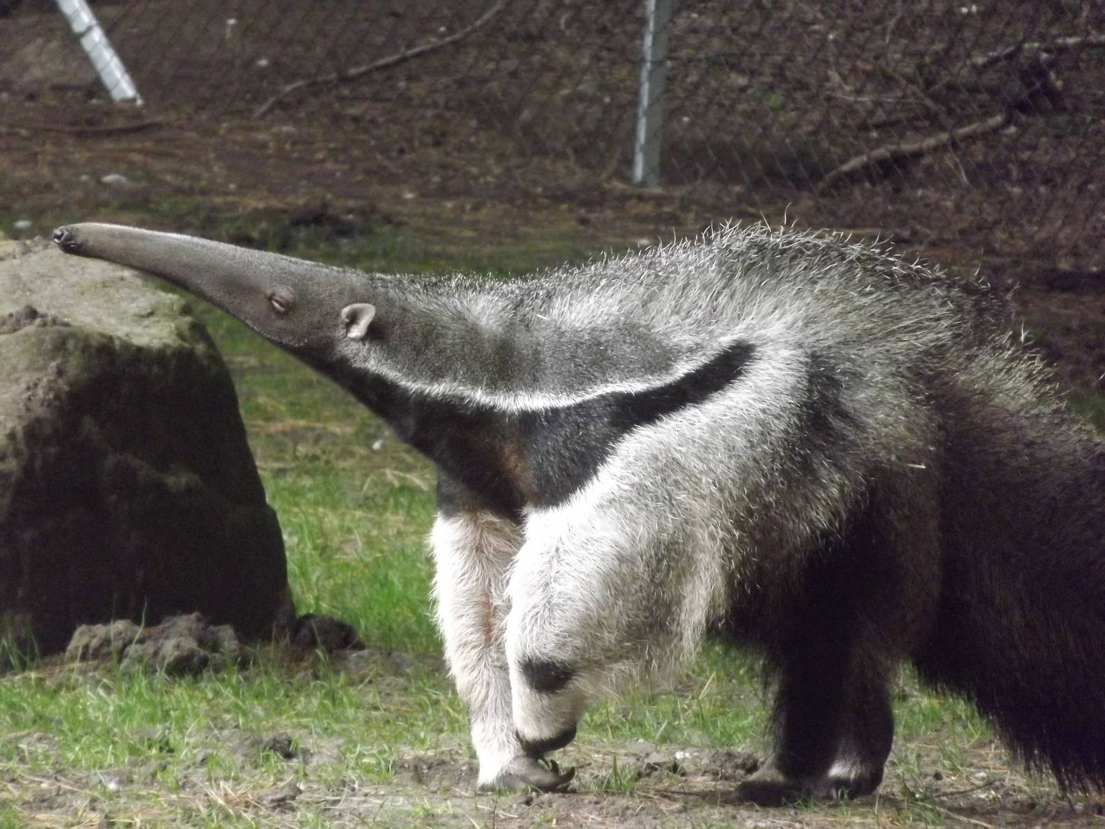 Giant Anteater at Blackpool Zoo 21/04/12