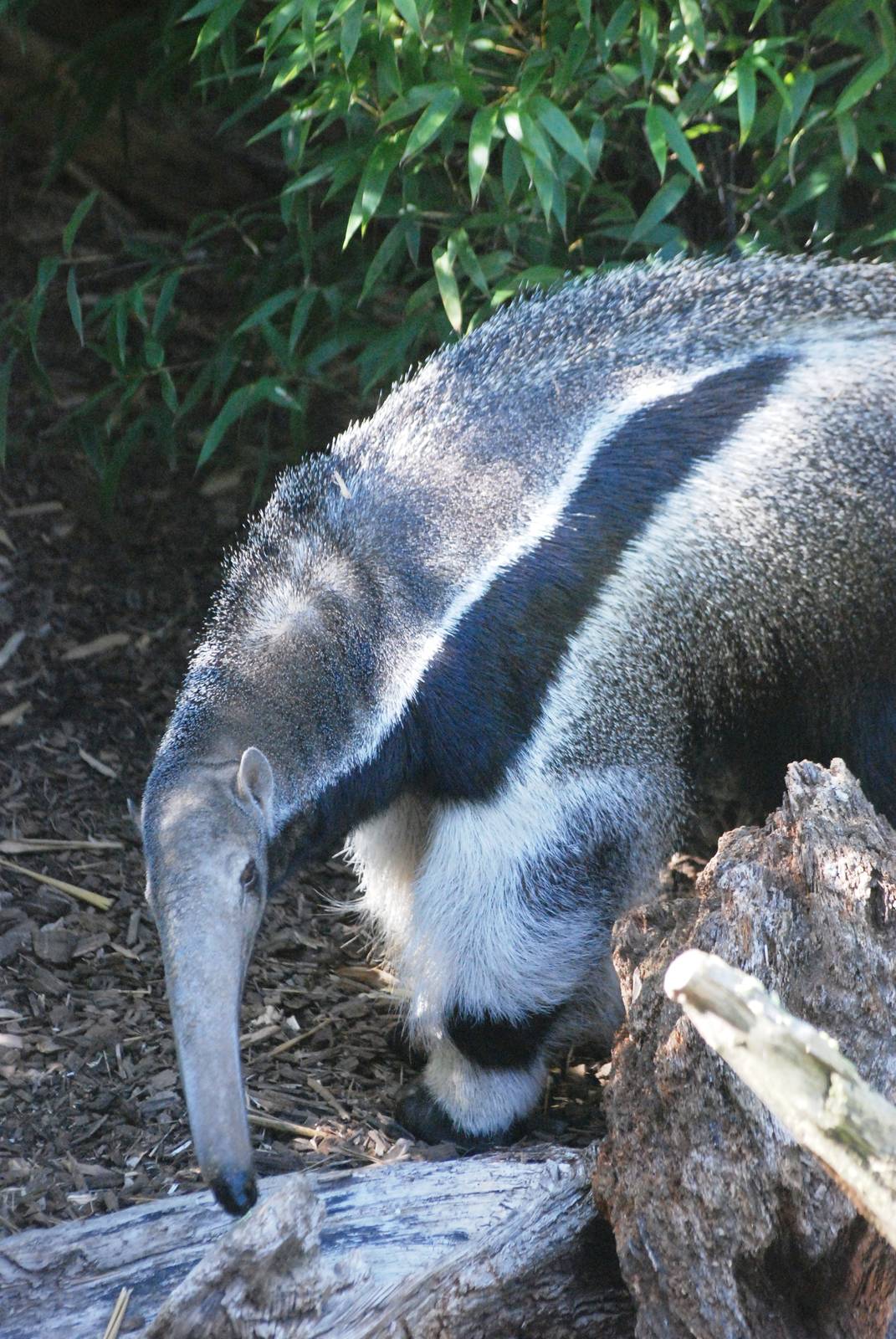 Giant Anteater at Colchester, 31/08/13