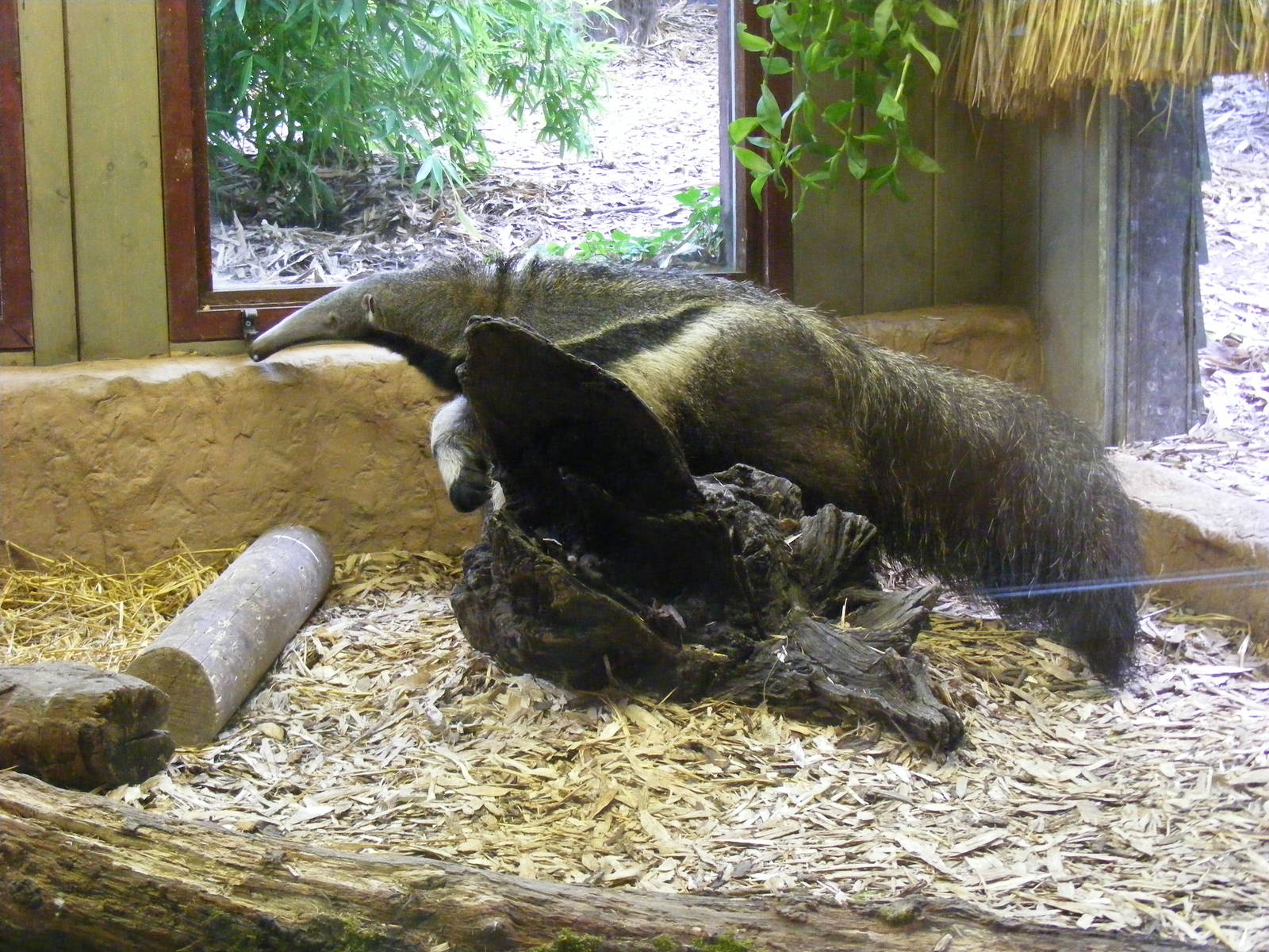 Giant anteater at Colchester Zoo, 17 September 2010